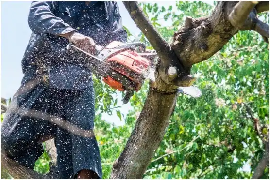 tree services Genoa City